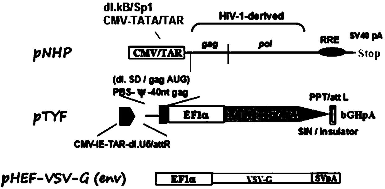 Lentiviral vector of mucopolysaccharidosis, lentivirus, and preparation method and application of lentiviral vector