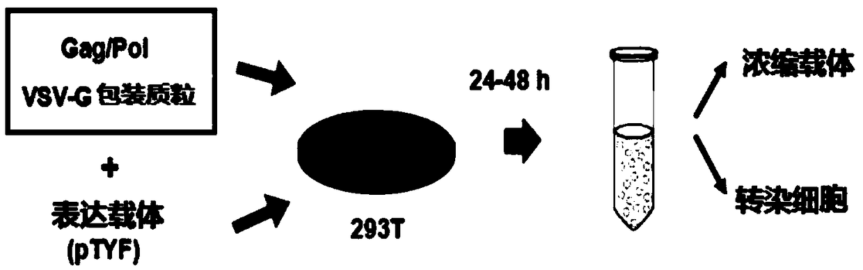 Lentiviral vector of mucopolysaccharidosis, lentivirus, and preparation method and application of lentiviral vector