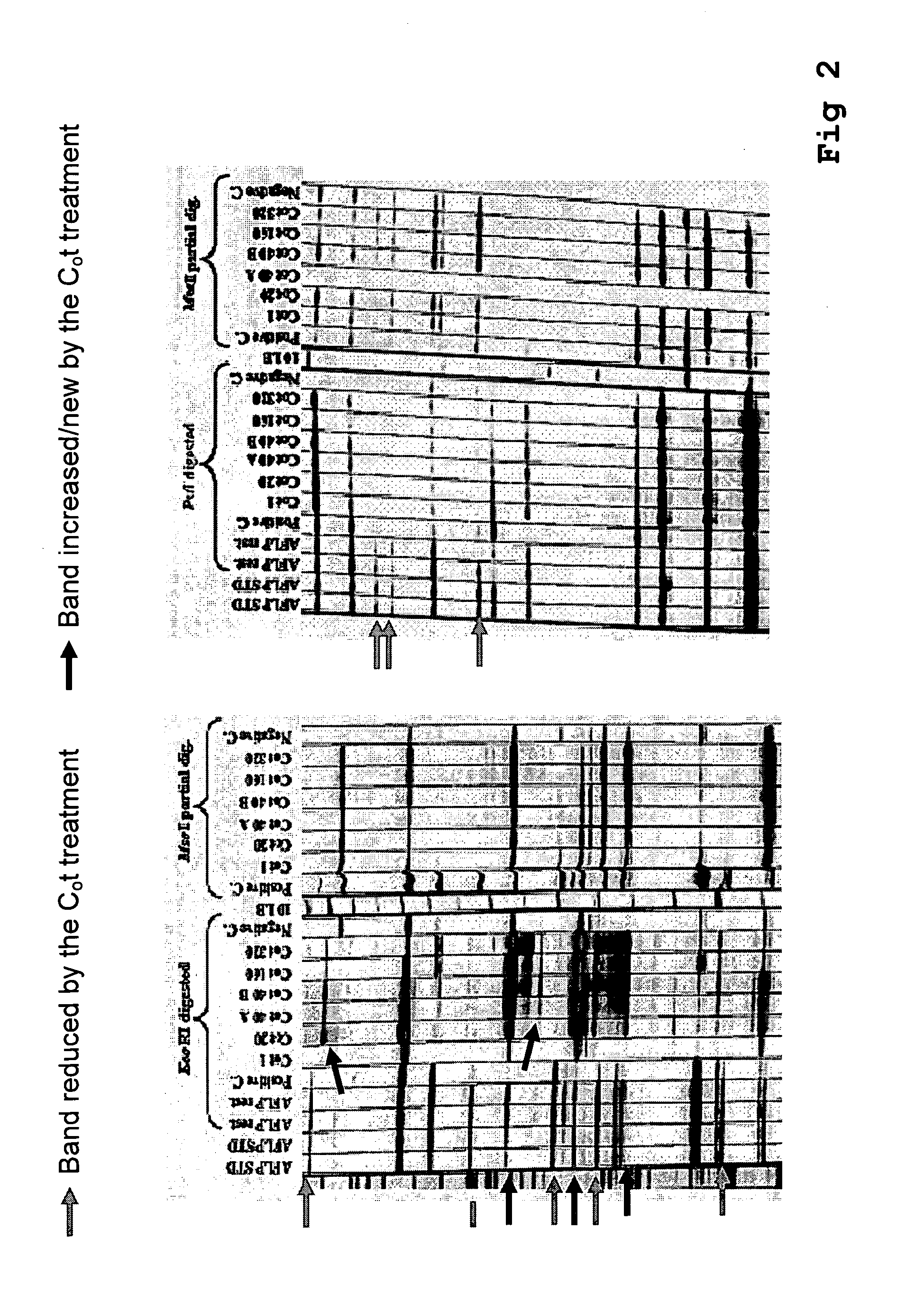 Method for the reduction of repetitive sequences in adapter-ligated restriction fragments
