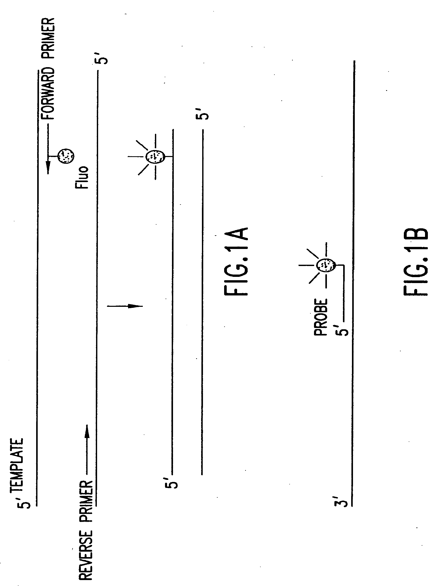 Primers and methods for the detection and discrimination of nucleic acids
