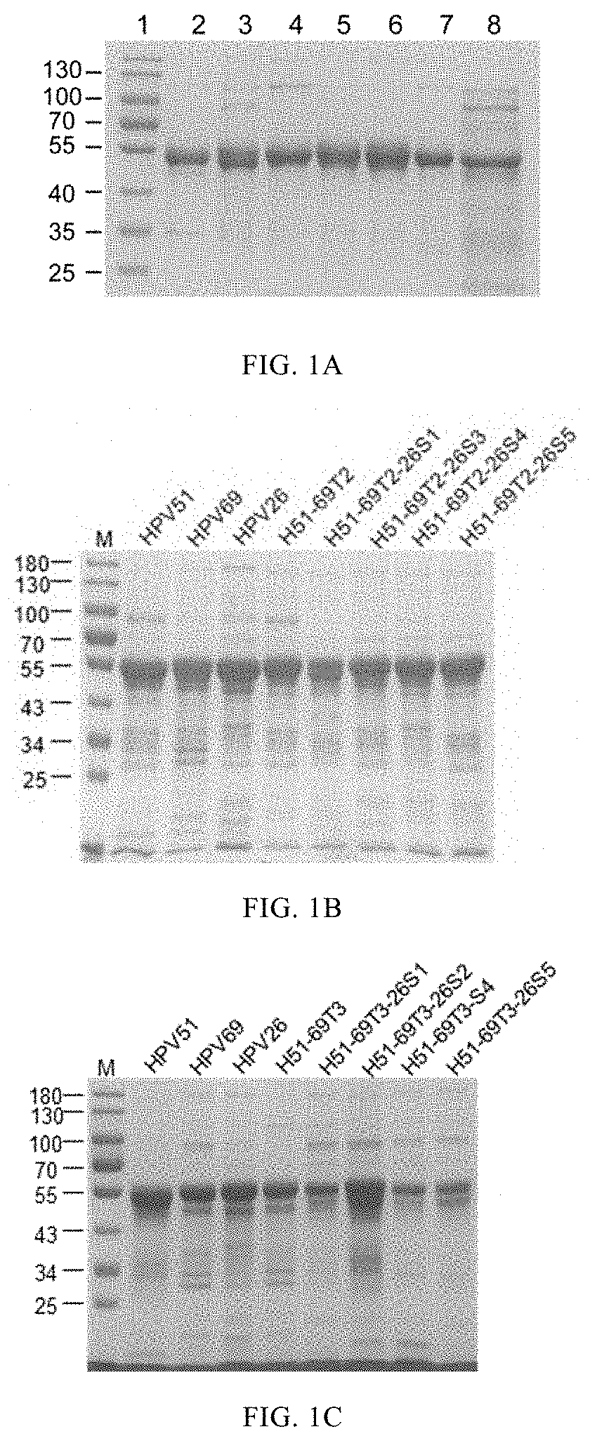 Mutant of l1 protein of human papillomavirus type 51