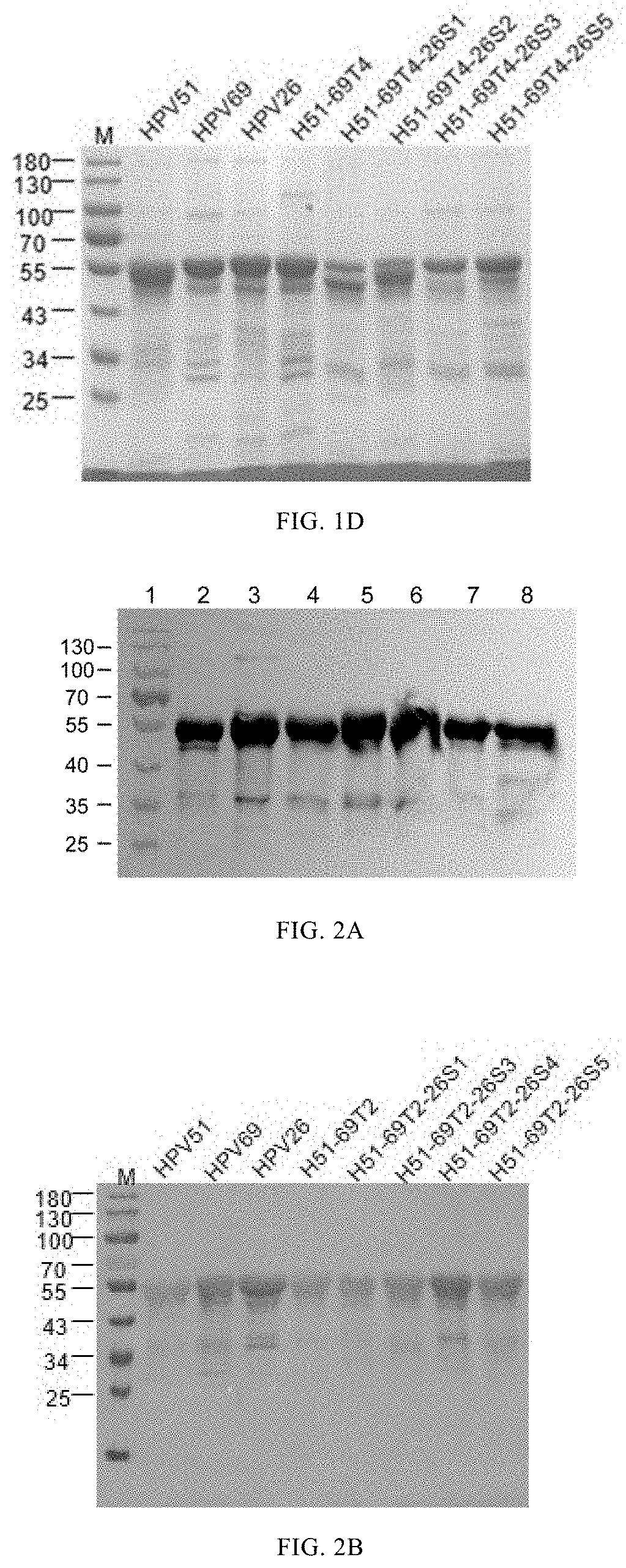 Mutant of l1 protein of human papillomavirus type 51