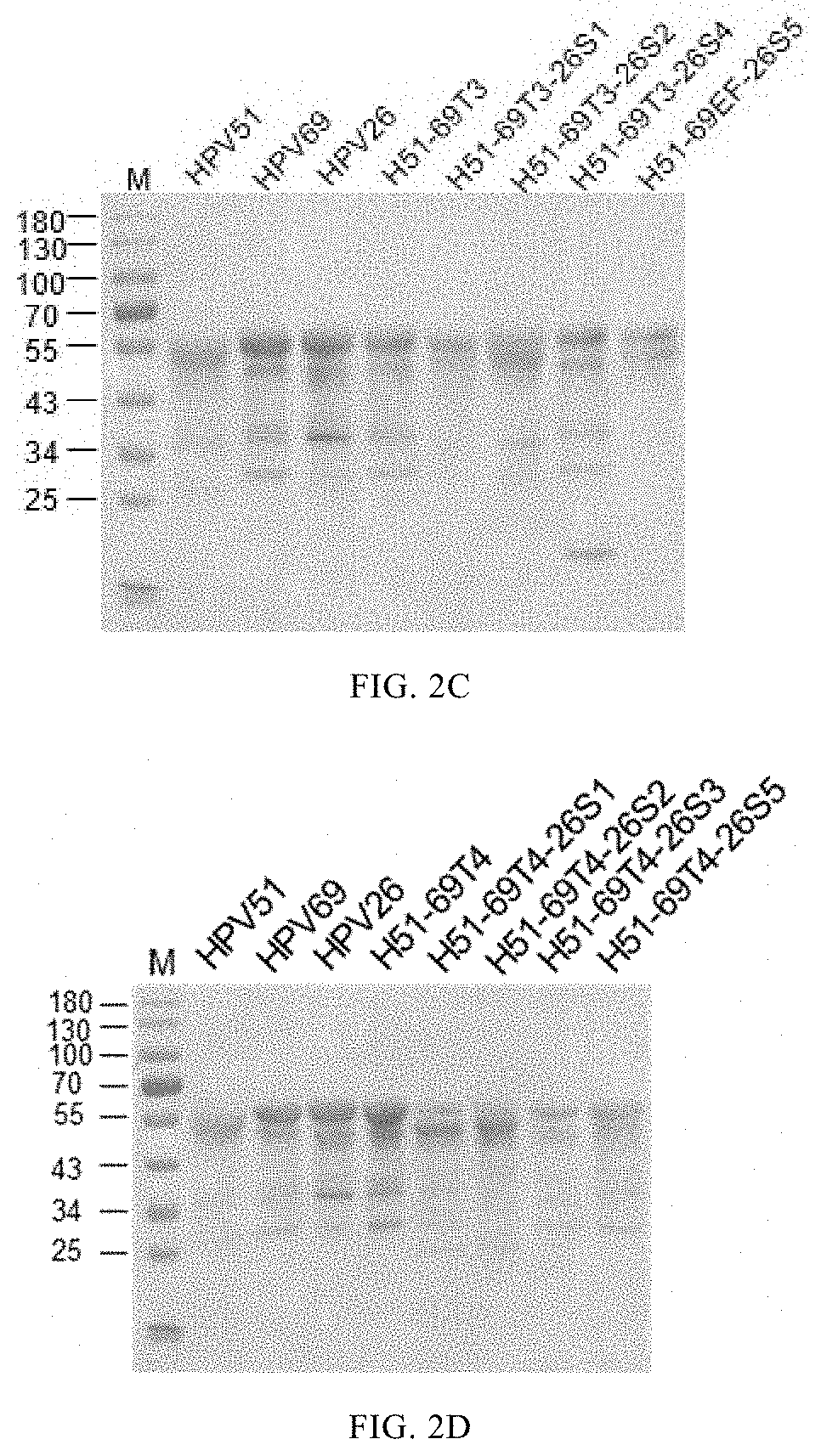 Mutant of l1 protein of human papillomavirus type 51