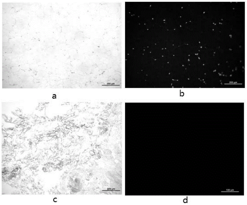 Preparation method of cell matrix-free material for porcine adipose tissue