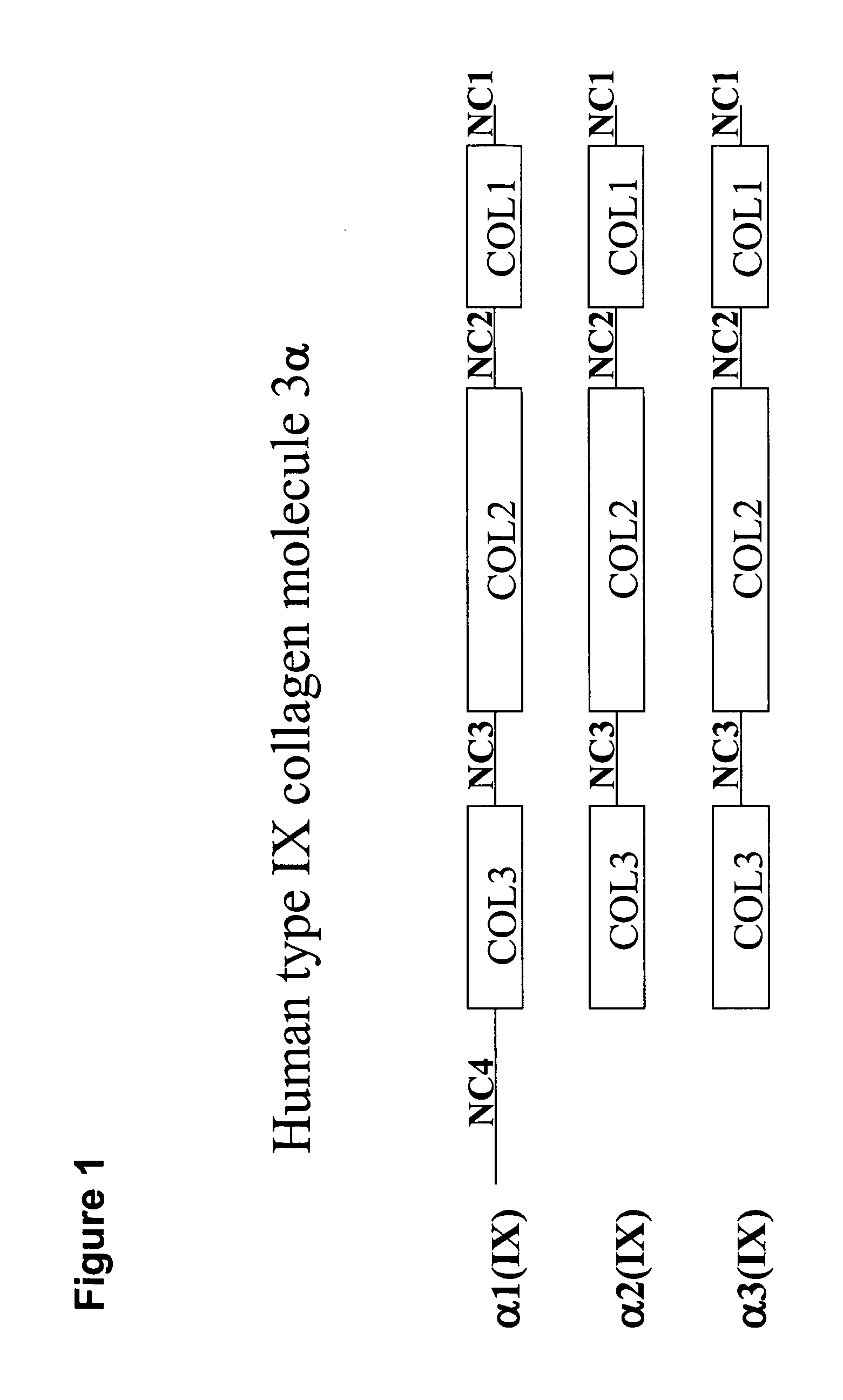 Connective tissue derived polypeptides