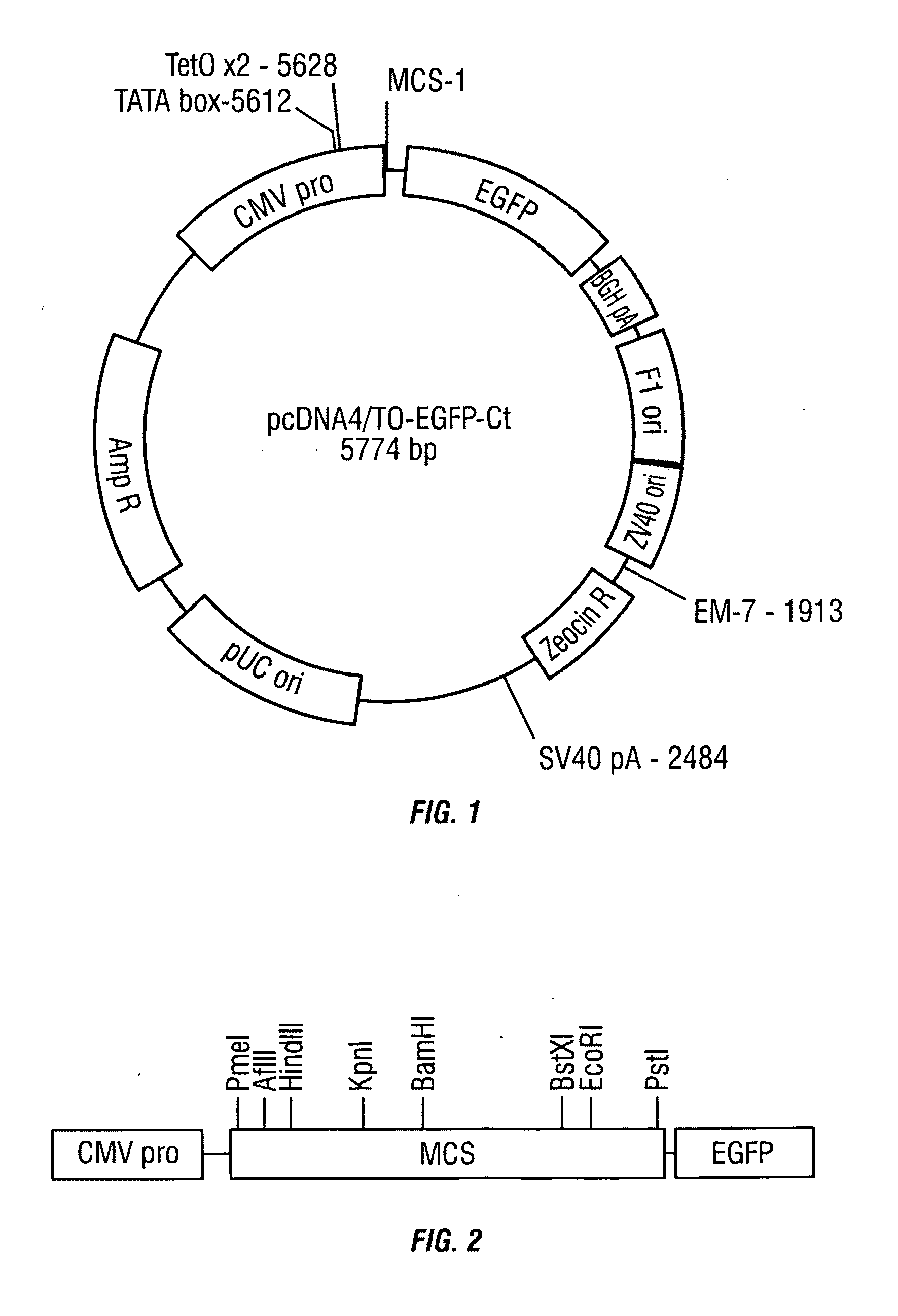 Inducible fluorescently-tagged protein expression system