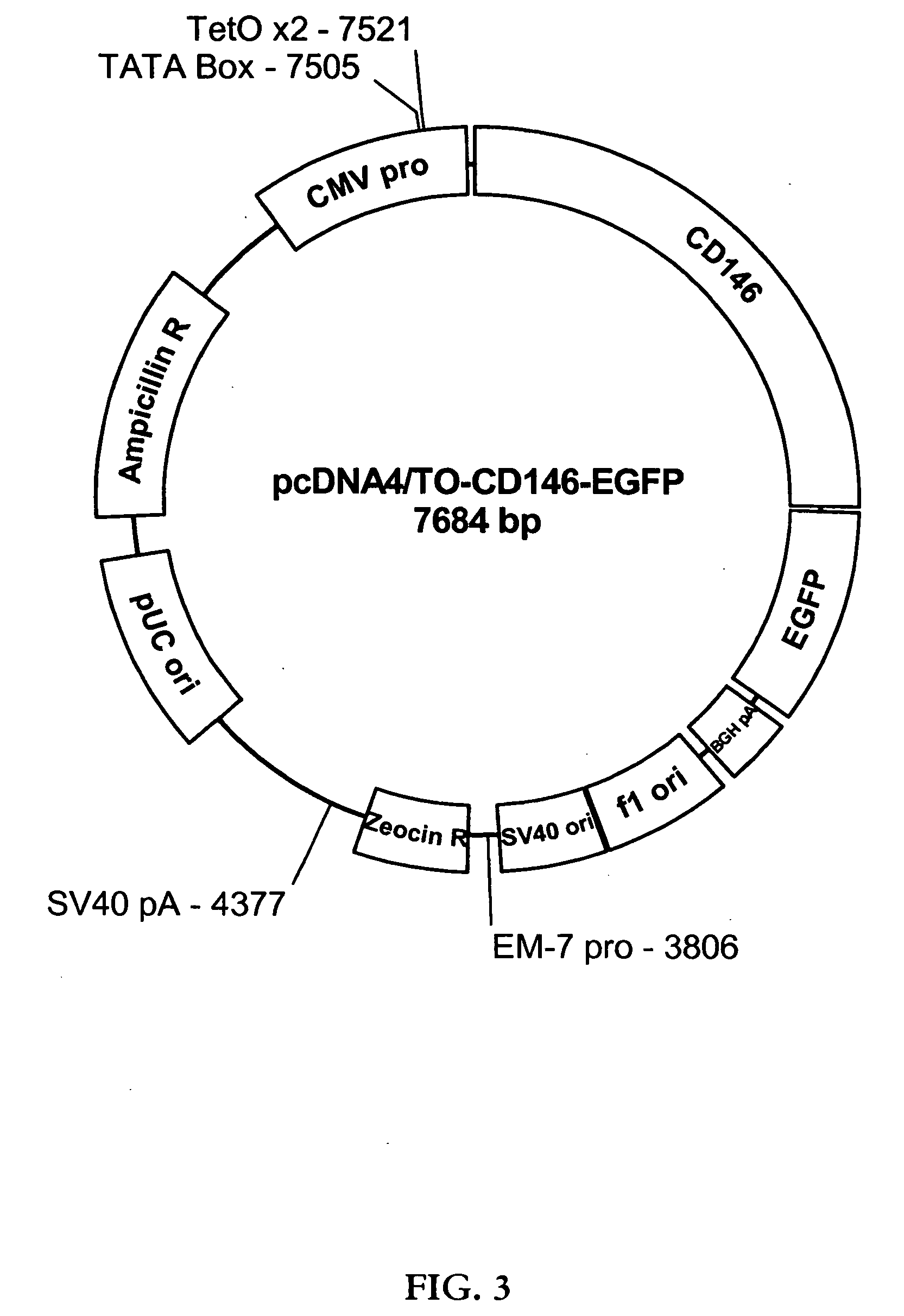 Inducible fluorescently-tagged protein expression system