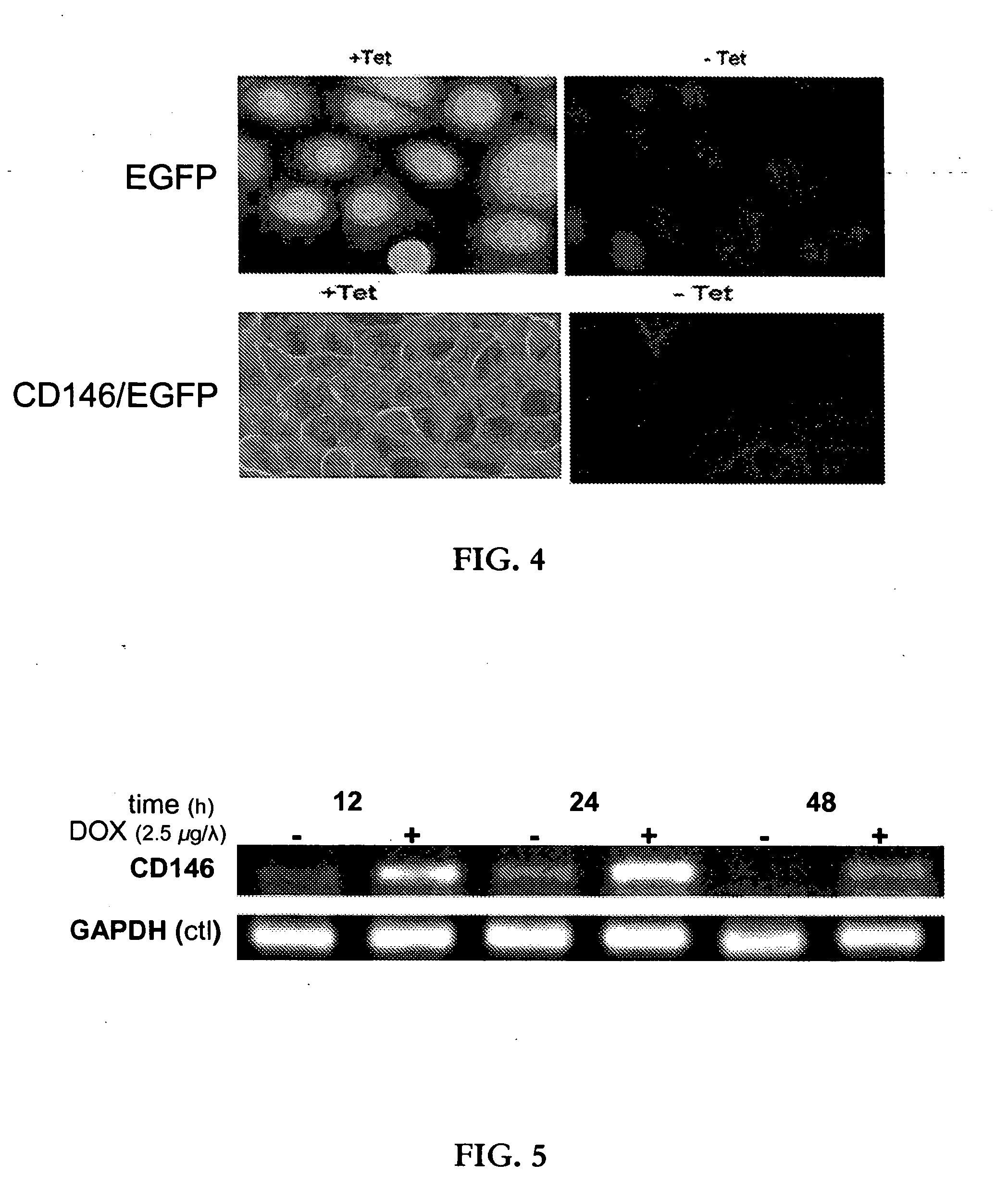 Inducible fluorescently-tagged protein expression system