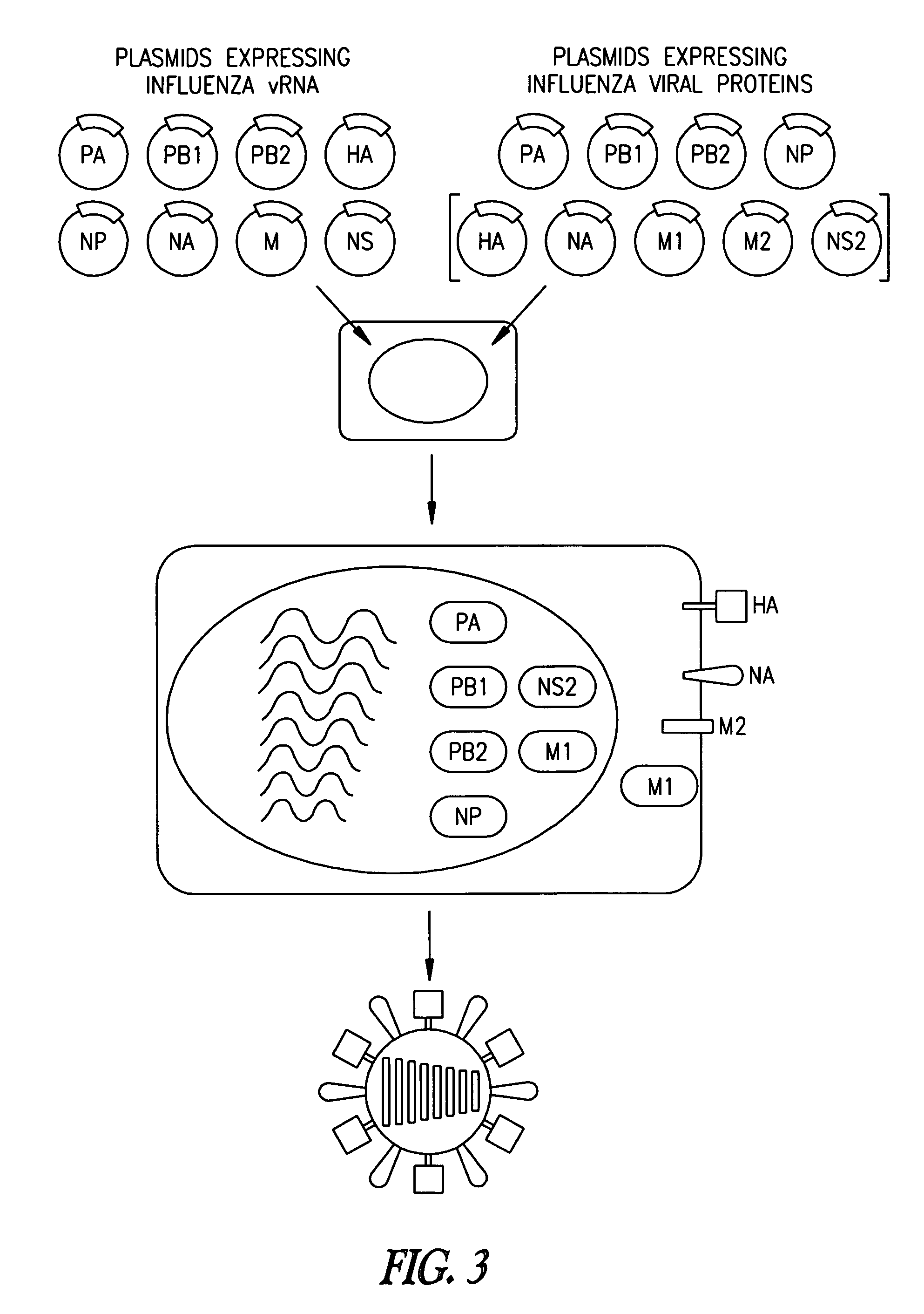 Viruses encoding mutant membrane protein