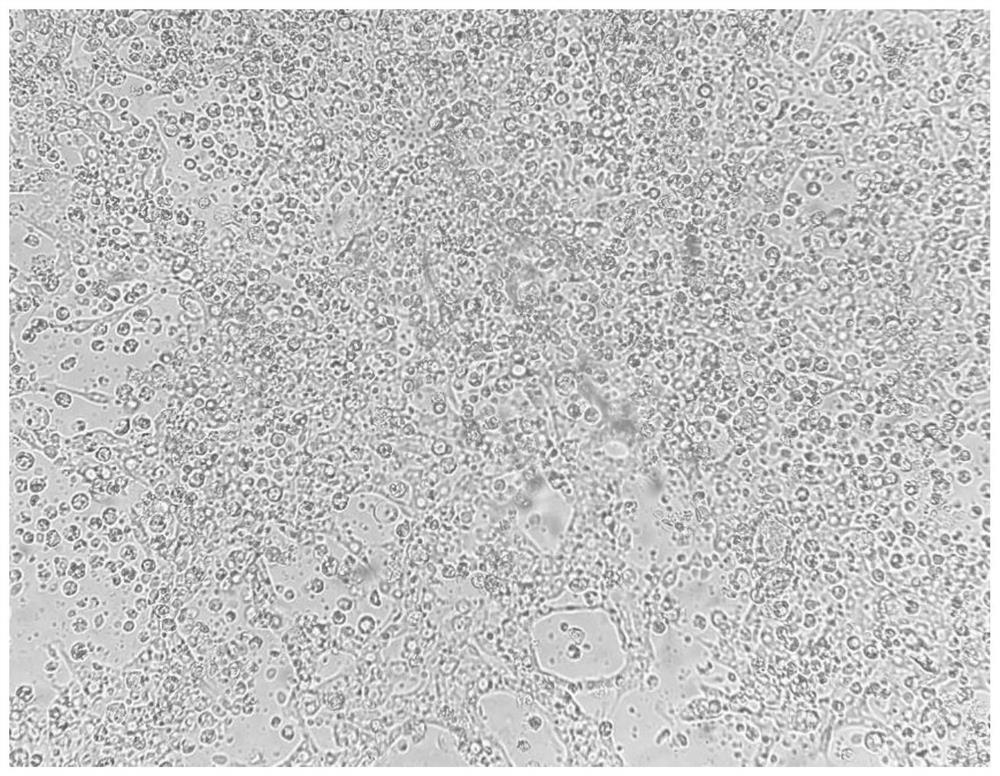 Method for isolated culture of intestinal epithelial cells of Takifugu obscurus and establishment of stress model