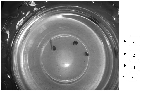 Method for reserving, conserving and culturing daphnia magna