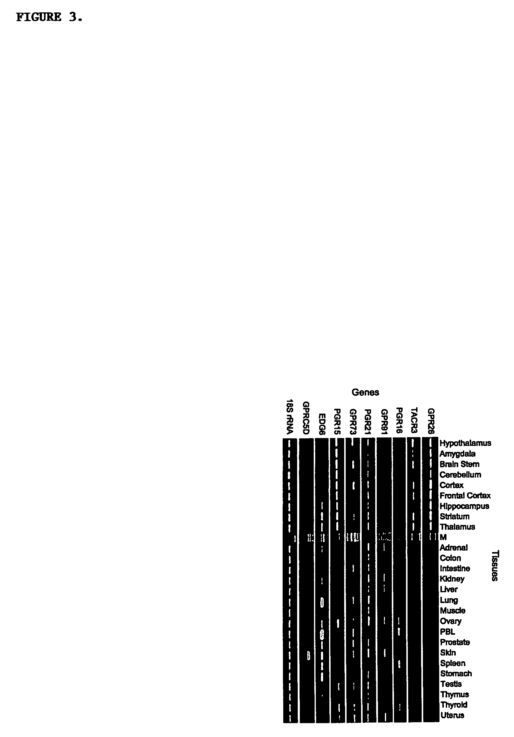 G protein coupled receptors and uses thereof