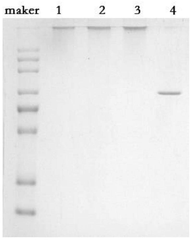 A carrier protein for site-directed mutation and its use in preparing vaccines