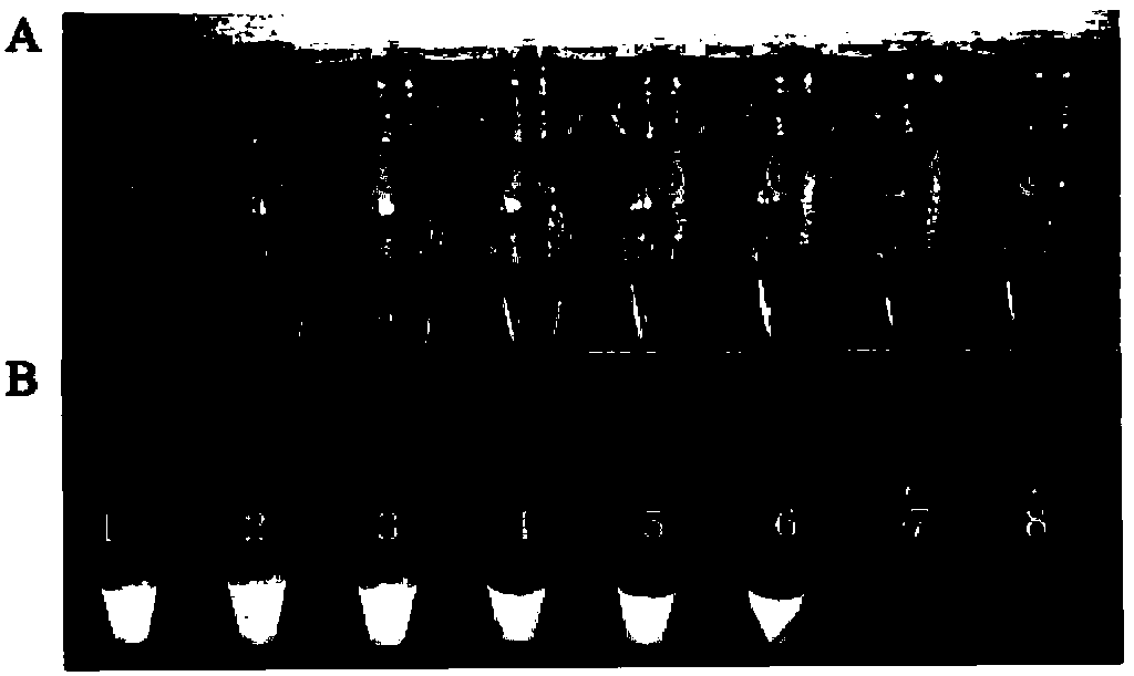 Method and primer composition for detecting soybean fusarium oxysporum based on LAMP (loop-mediated isothermal amplification) technology