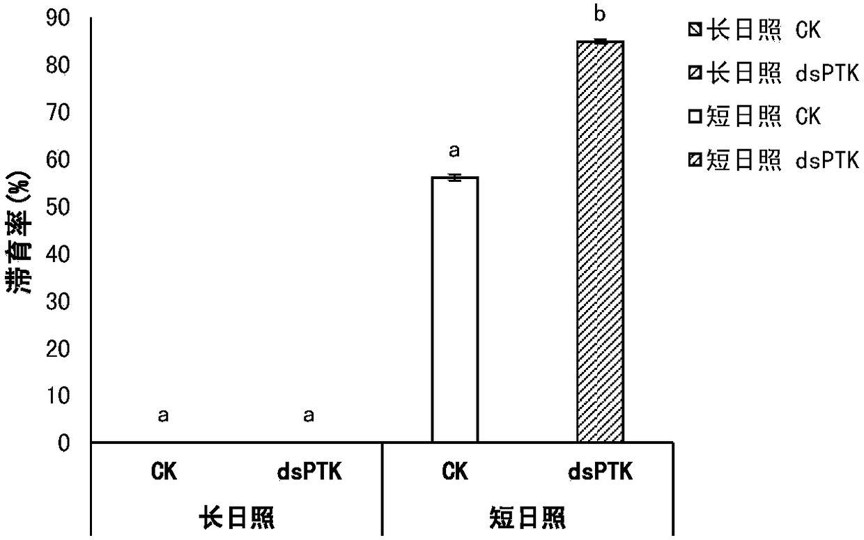 Migratory locust protein tyrosine kinase PTK and coding gene and application thereof