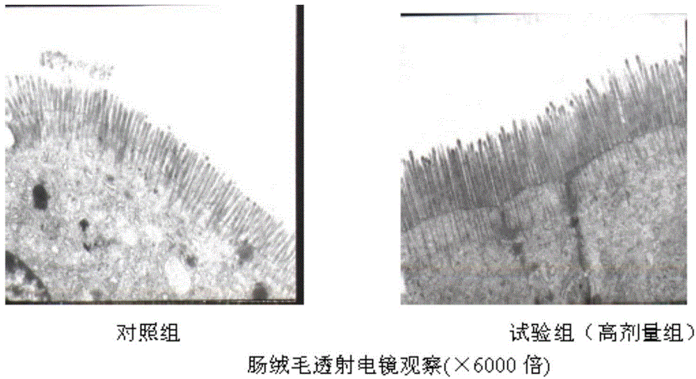 Anti-stress animal feed additive and application thereof