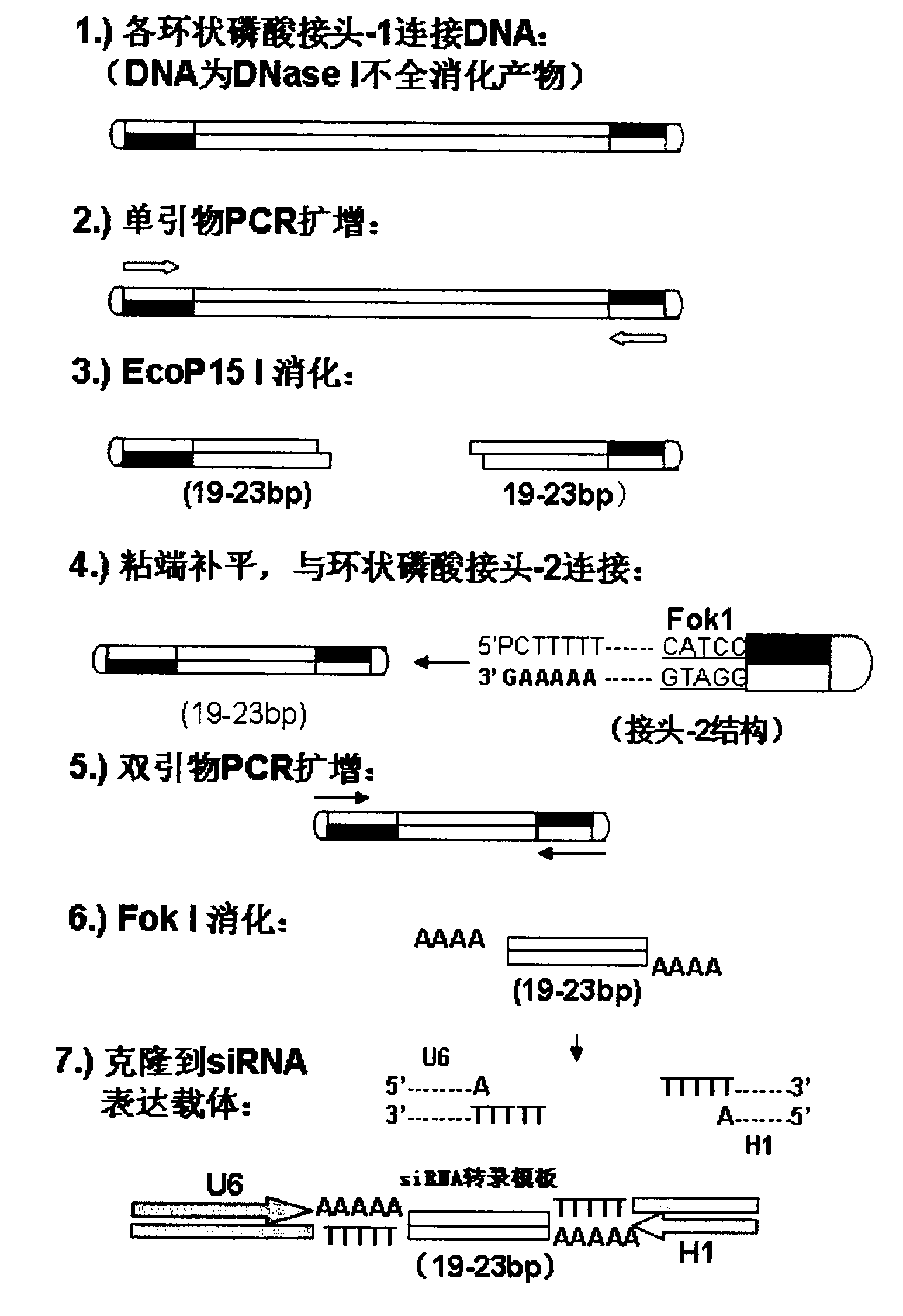 SiRNA (Small Interfering RNA) molecule capable of suppressing Survivin expression and application thereof