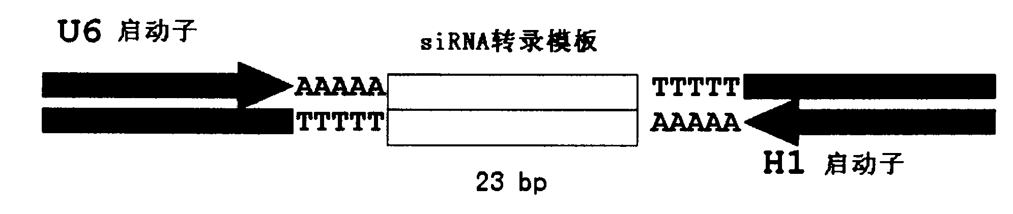 SiRNA (Small Interfering RNA) molecule capable of suppressing Survivin expression and application thereof