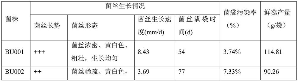Chinese saprophytic bolete strain