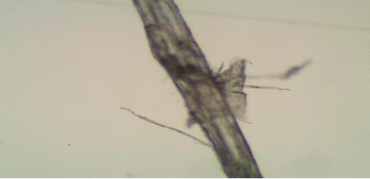 Ramie fiber grafted cyclobalanopsis glauca tannin material and preparation method thereof