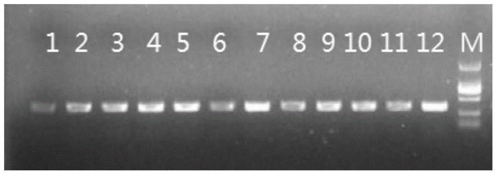 Specific primer of I-class MHC gene for Alligator sinensis antiviral potential detection and typing method