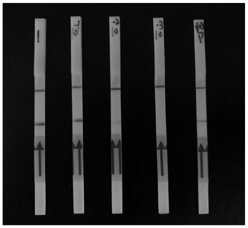 Primer, probe, kit and application for detecting soybean mosaic virus based on RPA technology