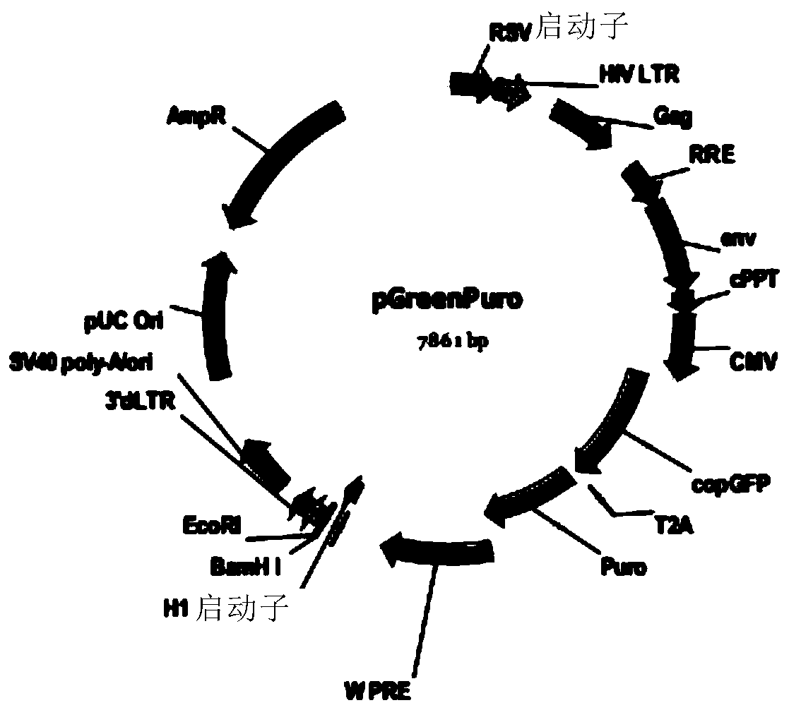 Chimeric antigen receptor combination expressed on T lymphocyte surface and application thereof