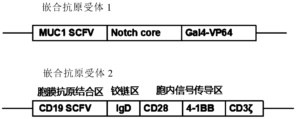 Chimeric antigen receptor combination expressed on T lymphocyte surface and application thereof