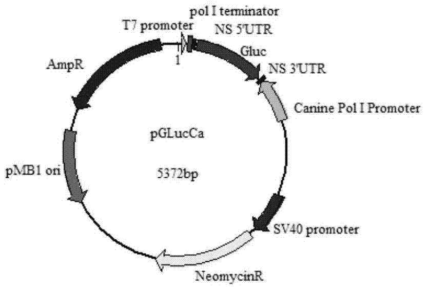 Reporter gene plasmid for testing RNA (Ribonucleic Acid) polymerase activity of influenza viruses in canine cells and application thereof
