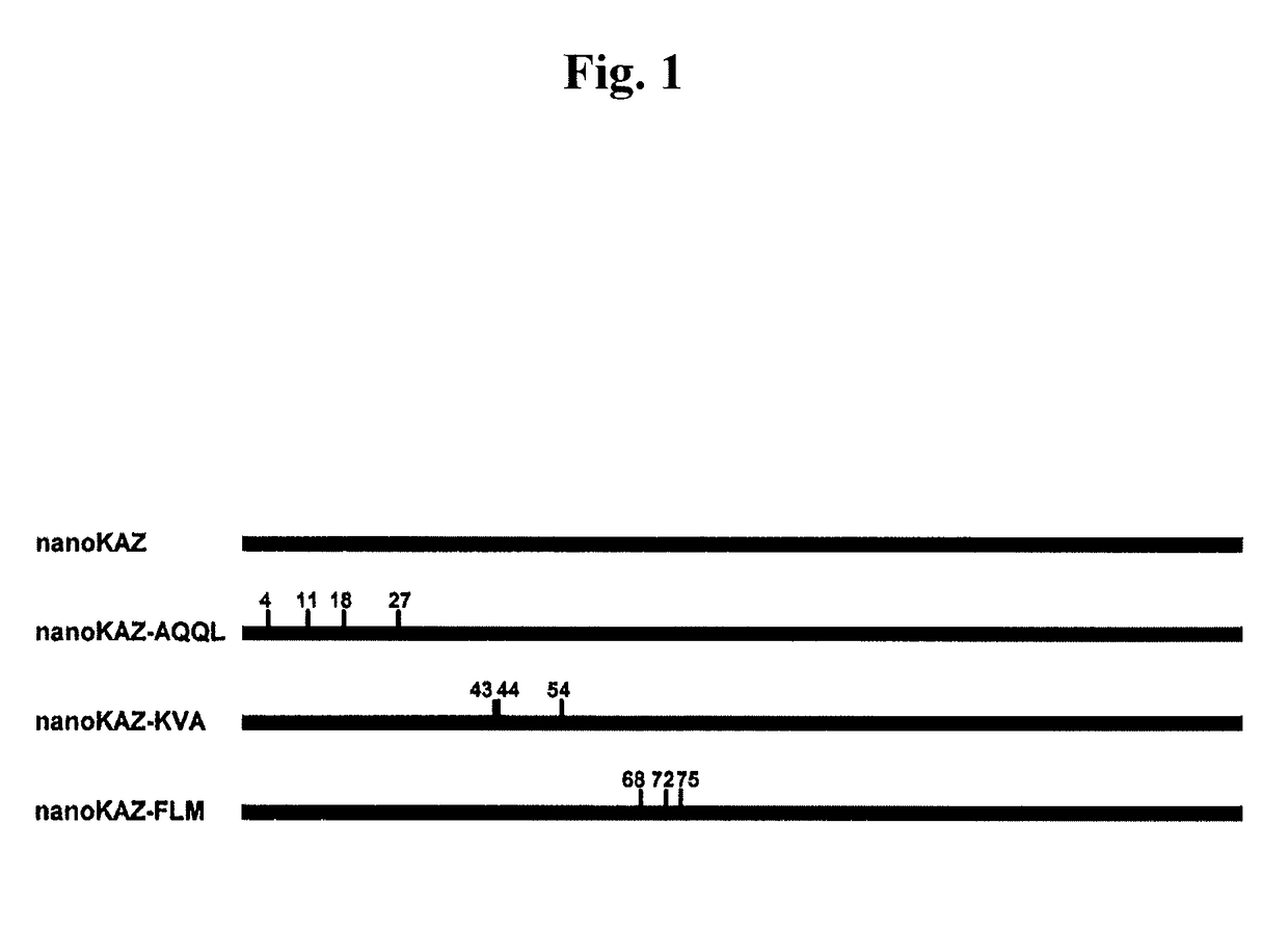 Mutated genes for the catalytic protein of oplophorus luciferase and use thereof