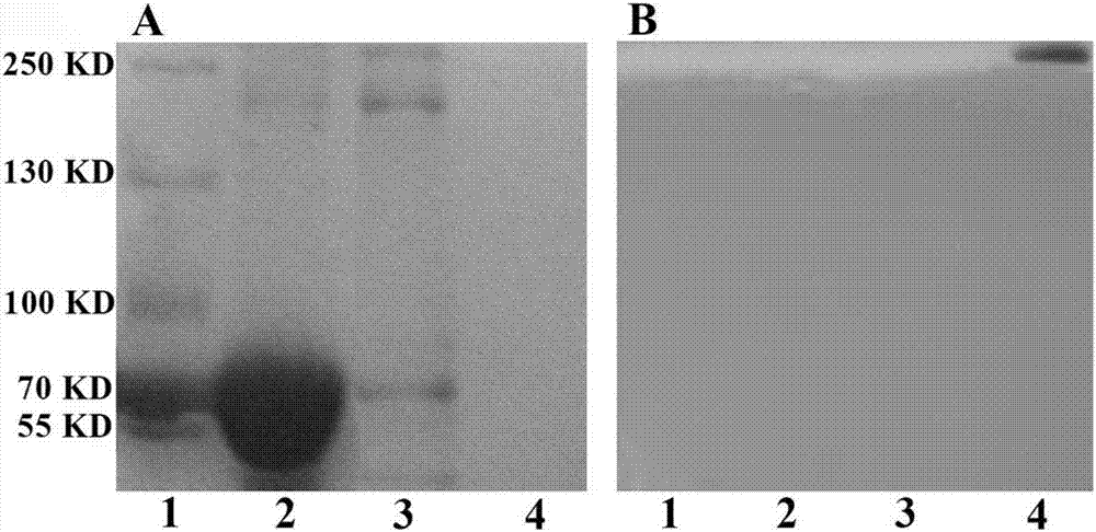 Adapter mediated adenovirus targeting drug-delivery system and structuring method thereof