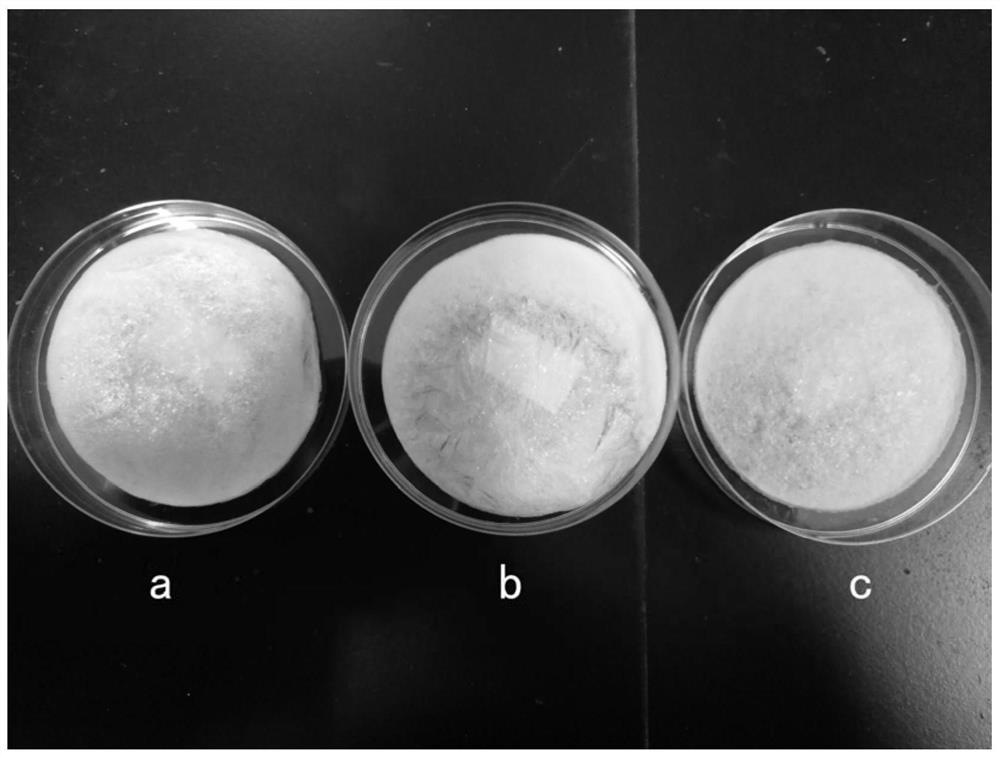Fish scale collagen/sodium alginate composite porous bone tissue engineering scaffold and its preparation method and application