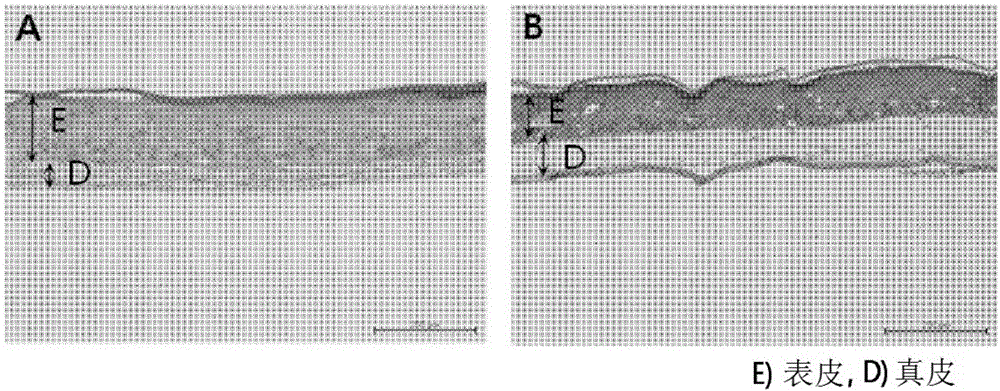 Method for making three-dimensional cultured skin model including dermis and epidermis, and three-dimensional cultured skin model made thereby