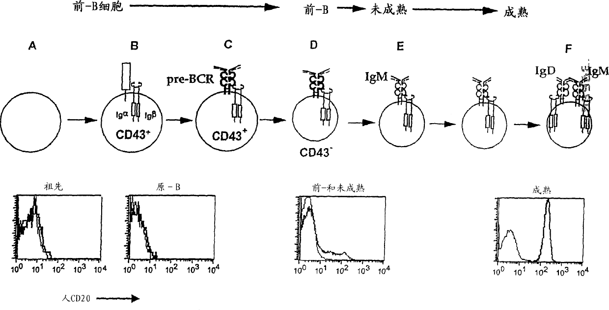 Transgenic mice expressing human cd20 and/or cd16