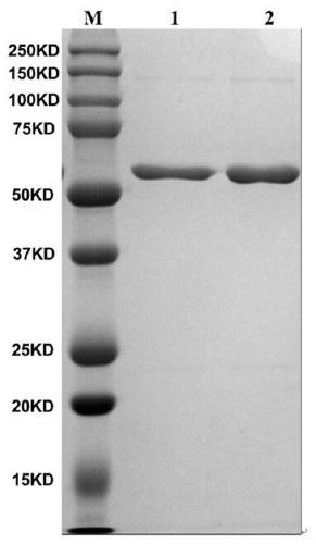 Method for detecting NSPs residues in foot-and-mouth disease inactivated antigens or inactivated vaccines