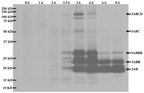 Method for detecting NSPs residues in foot-and-mouth disease inactivated antigens or inactivated vaccines