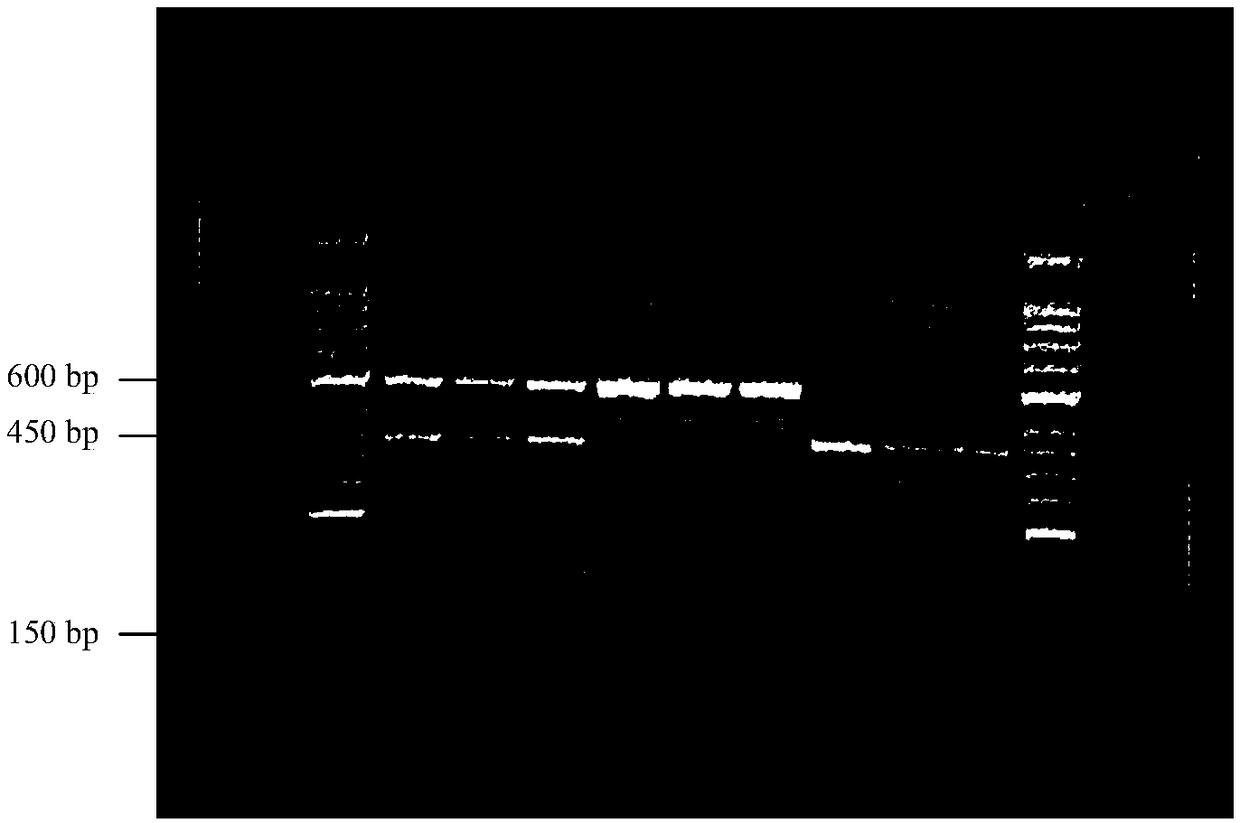 Application of polymorphism of rs12252 in detecting influenza virus antibody