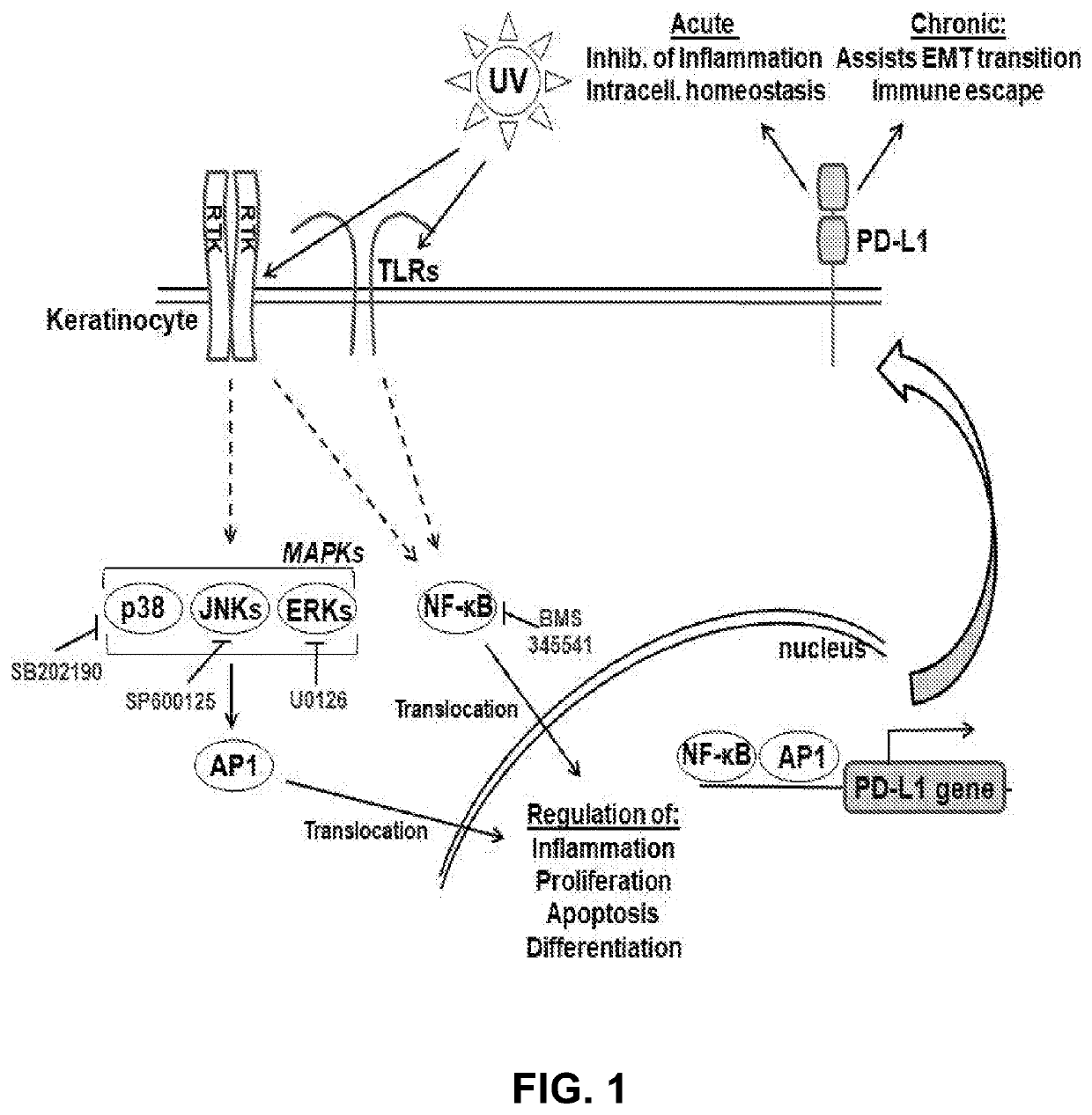 A method of determining risk for skin cancer development and skin cancer therapeutic prevention by measuring pd-1/pd-l1 signaling pathway members