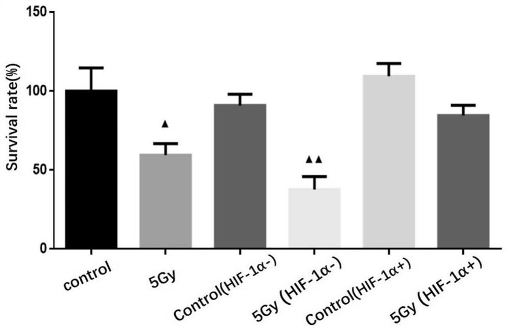 Application of borneol in preparation of brain glioma radiotherapy combined medicine