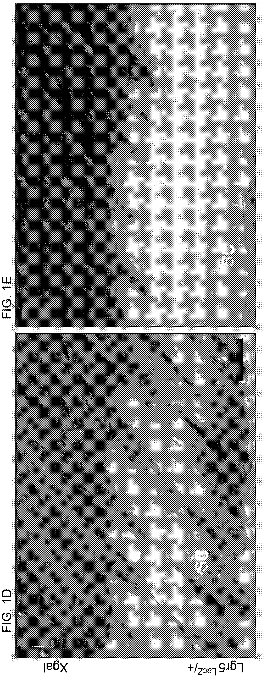 R-spondin agonist-mediated hair growth