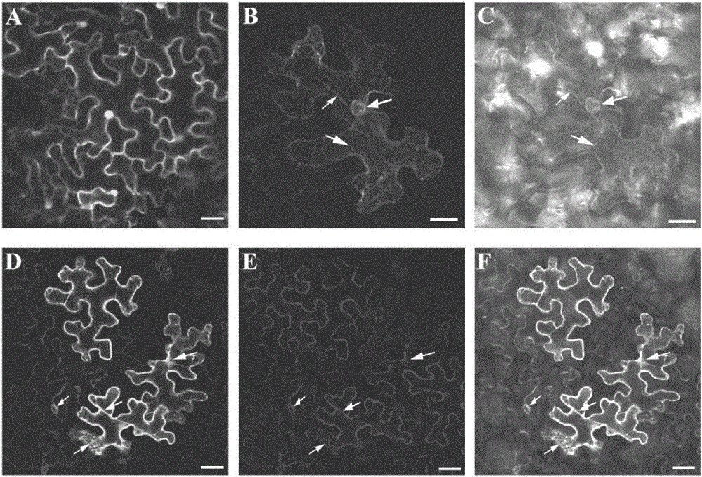 Paddy rice male fertility regulating gene OsSTRL2 and application thereof