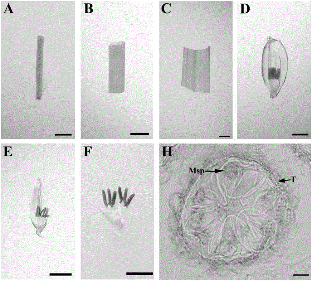 Paddy rice male fertility regulating gene OsSTRL2 and application thereof