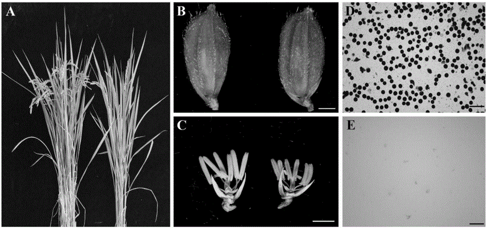 Paddy rice male fertility regulating gene OsSTRL2 and application thereof