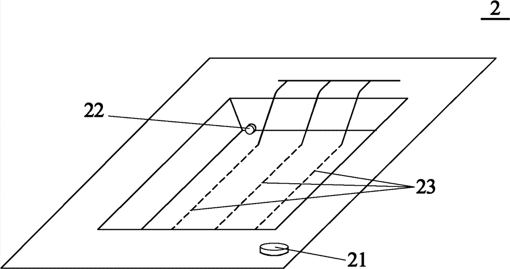 Alosa sapidissima culture method