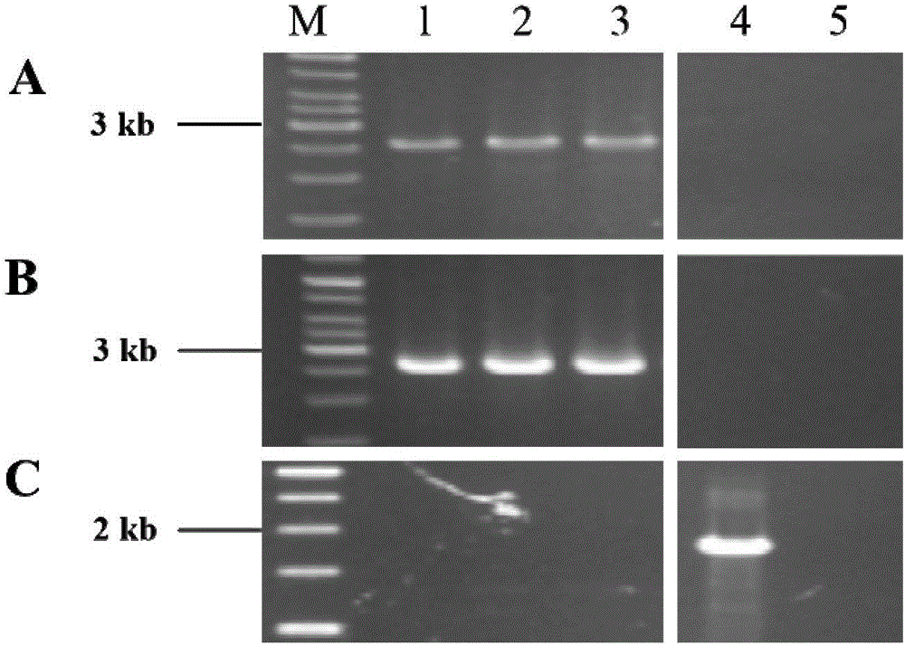 Functional protein POX01167, encoding gene thereof and application of functional protein POX01167 and encoding gene