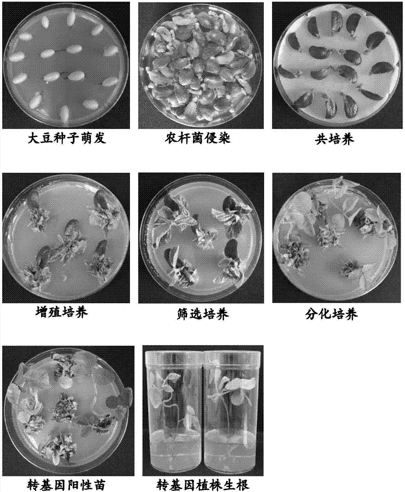 Method for improving transformation efficiency of soybean