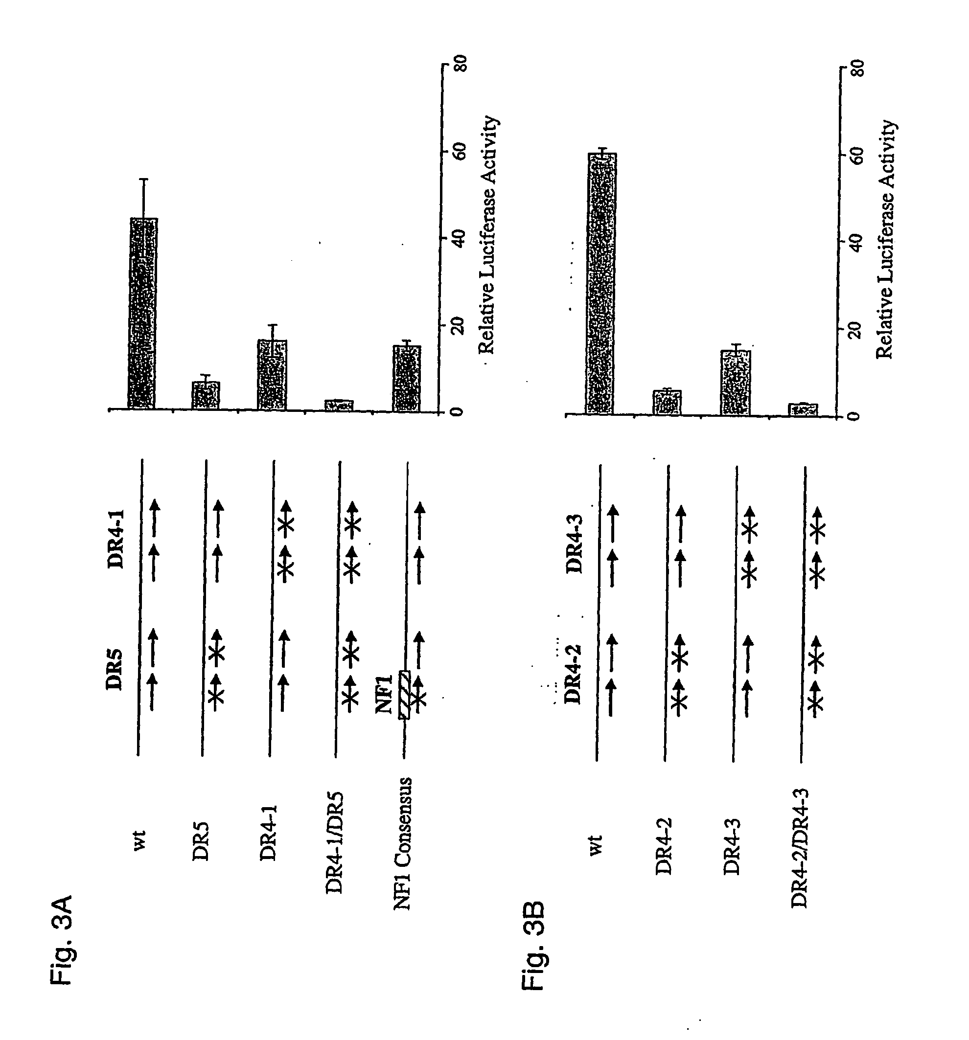 Enhancer sequence of the 5-aminolevulinic acid synthase gene