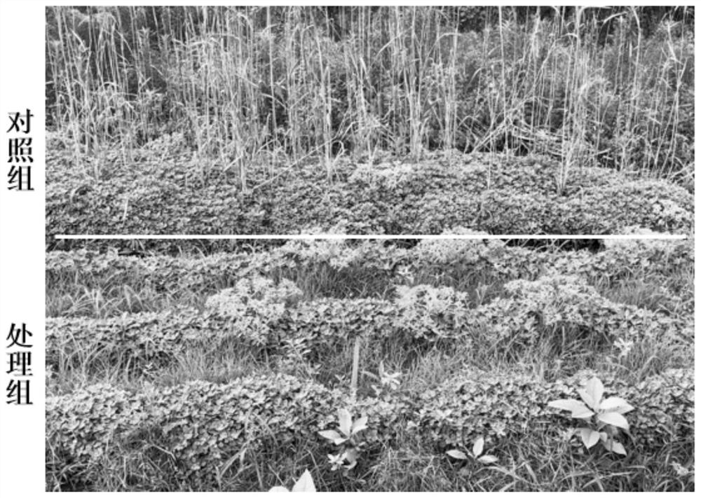 Sedum plumbizincicola multi-harvest and cadmium-polluted soil remediation method