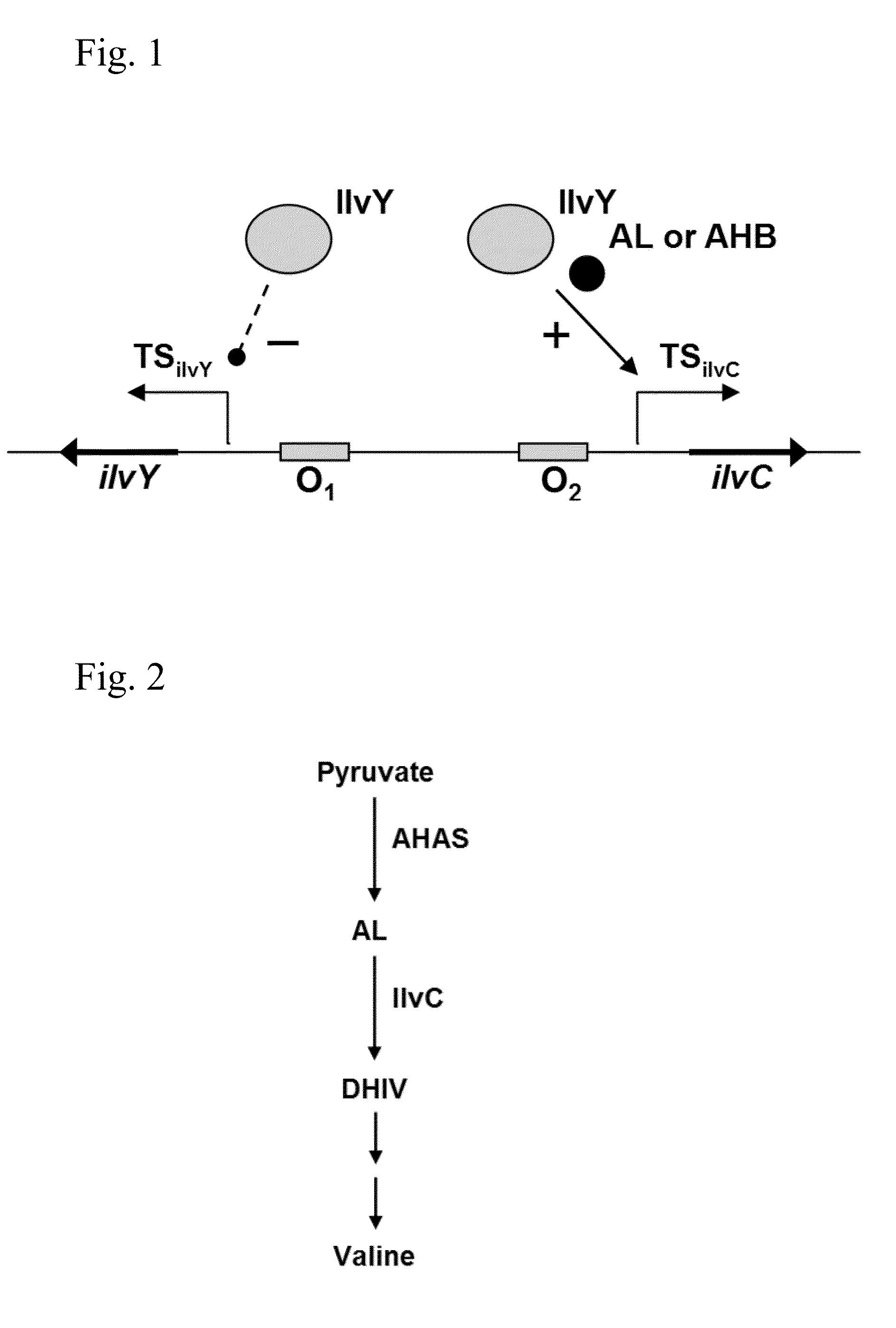 Auto-Indicible Expression System, and the Use Thereof for Producing Useful Metabolites Using a Bacterium of the Family Enterobacteriaceae