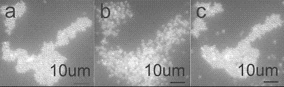 Method for preparing organic single crystal particle two-dimensional ordered structure and its patterned arrangement